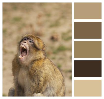 Barbary Macaque Nature Monkey Image